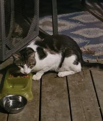 Found/Stray Unknown Cat last seen Near 711 Auto Salvage , Winston-Salem, NC 27107