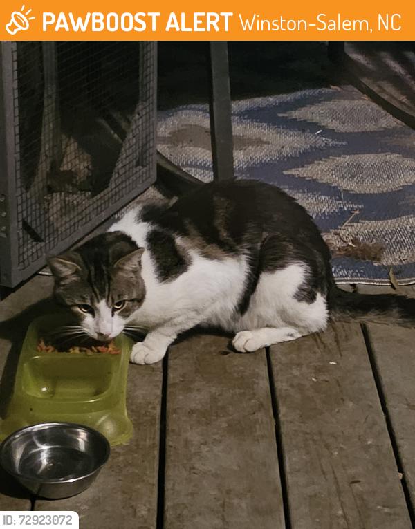 Found/Stray Unknown Cat last seen Near 711 Auto Salvage , Winston-Salem, NC 27107