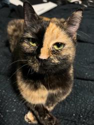 Reunited Female Cat last seen Winding Way & San Juan Ave, Fair Oaks, CA 95628