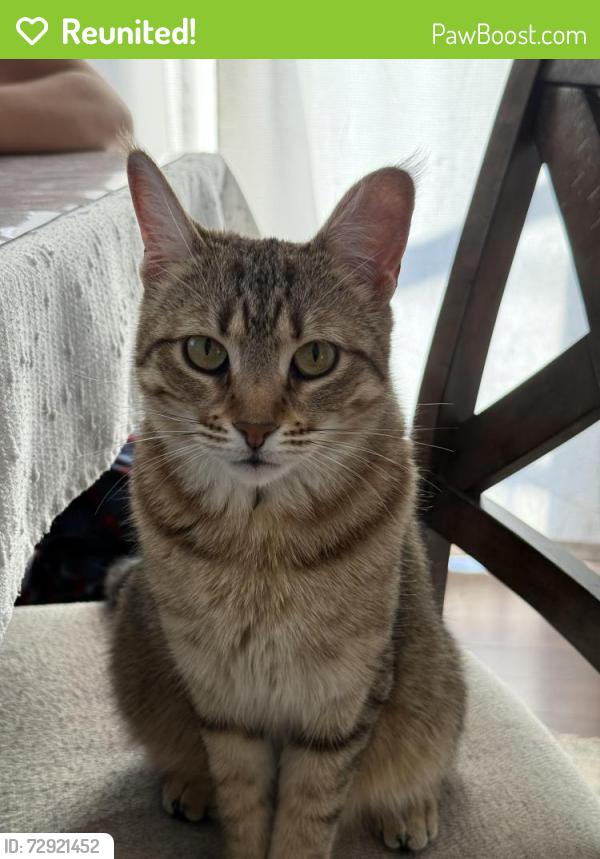 Reunited Female Cat last seen 48th St by QuickMart, Dundalk, MD 21222