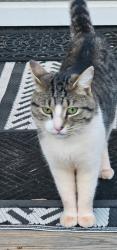 Lost Male Cat last seen Heaton Circle, Easley, SC 29640