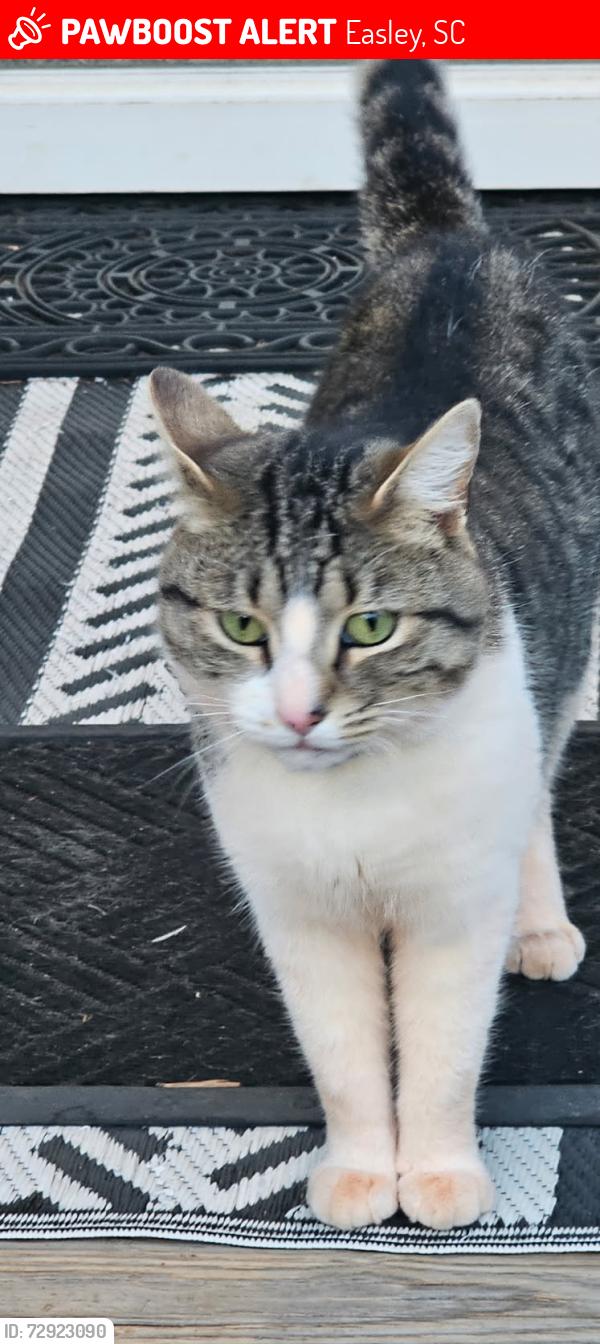 Lost Male Cat last seen Heaton Circle, Easley, SC 29640
