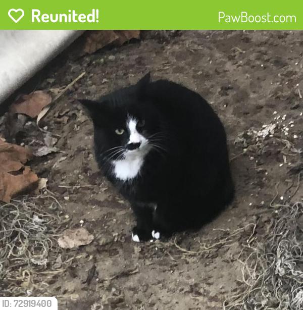 Reunited Female Cat last seen Ford Road and Napier, Canton Township, MI 48187