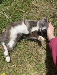 Reunited Male Cat last seen West End Sheetz , Huntington, WV 25704