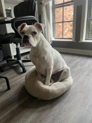 Lost Female Dog last seen Malone and Stateline, Olive Branch, MS 38654