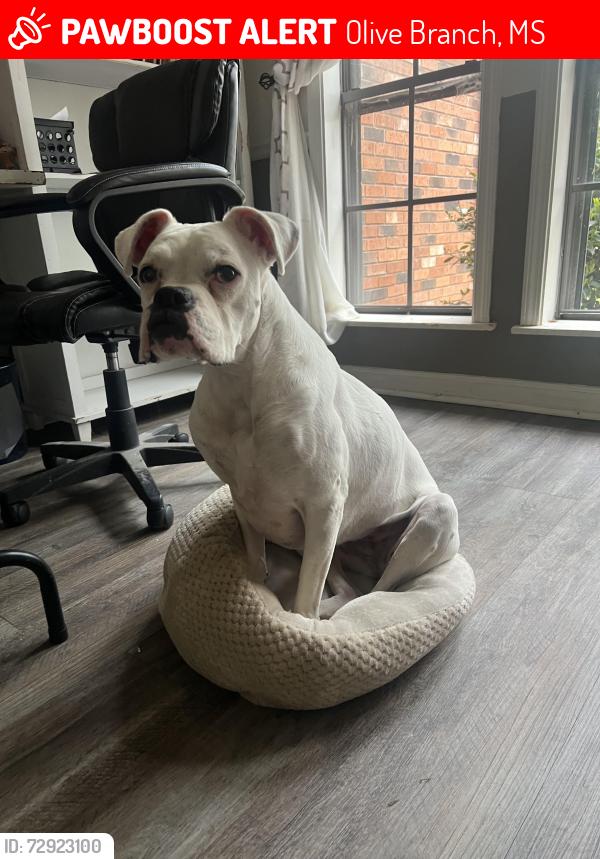 Lost Female Dog last seen Malone and Stateline, Olive Branch, MS 38654