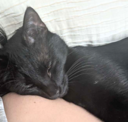 Reunited Male Cat last seen Michigan Ave, Belleville, MI 48111