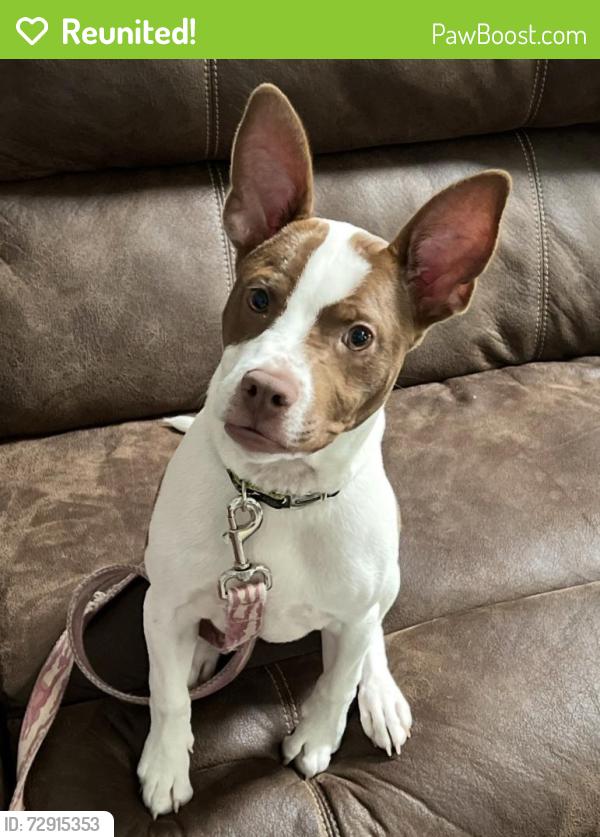 Reunited Male Dog last seen Near fox ridge dr Newnan , Newnan, GA 30265
