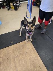 Found/Stray Male Dog last seen Fabian Park, Tracy, CA 95377