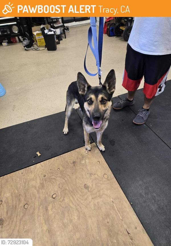 Found/Stray Male Dog last seen Fabian Park, Tracy, CA 95377
