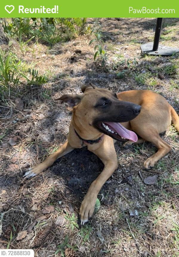 Reunited Female Dog last seen Near Gainesville police station , Gainesville, FL 32601