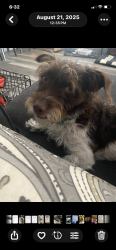Reunited Male Dog last seen Phillips Drive, Pomona, CA 91766