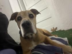 Found/Stray Male Dog last seen Corner of garrison and pacific, Charleston, WV 25302