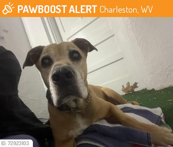 Found/Stray Male Dog last seen Corner of garrison and pacific, Charleston, WV 25302