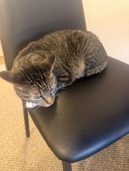 Reunited Male Cat last seen Yugo grove flagstaff, Flagstaff, AZ 86001