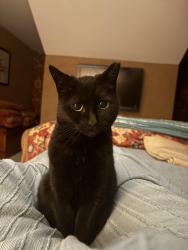 Reunited Female Cat last seen Between 1st and 2nd avenues backs up to Maryland Ave, Rehoboth Beach, DE 19971