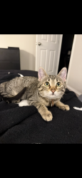 Lost Female Cat last seen Near and county line, Yukon, OK 73099