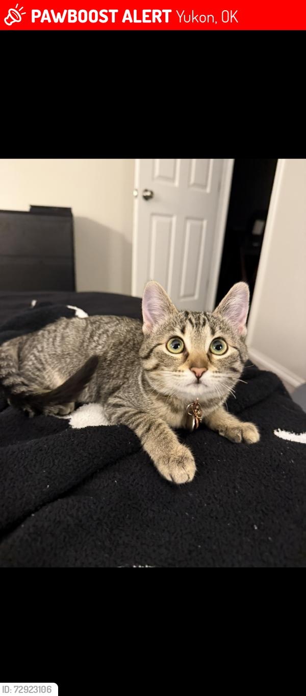 Lost Female Cat last seen Near and county line, Yukon, OK 73099
