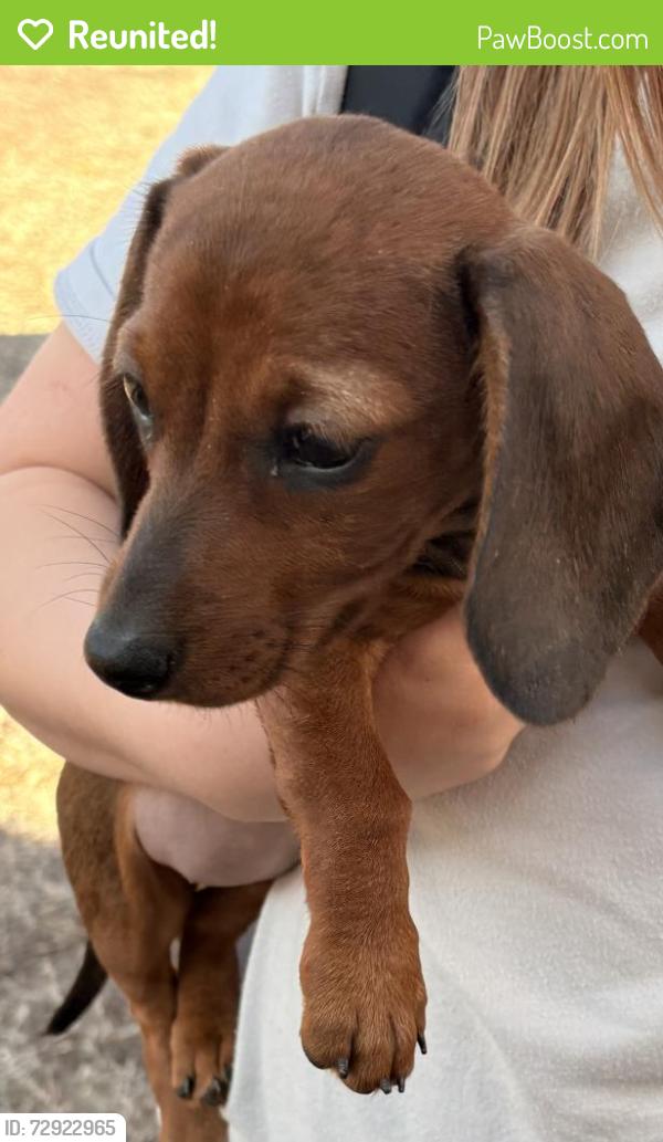 Reunited Female Dog last seen Benson park rd, Shawnee, OK 74801