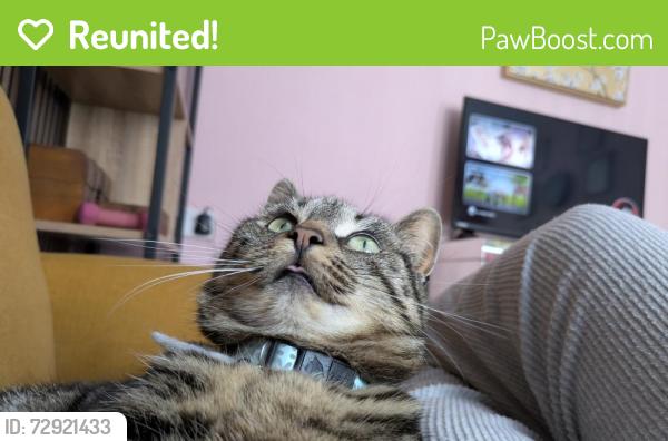 Reunited Female Cat last seen EUROSPAR Donegall Road, Belfast, Northern Ireland BT9 7BF