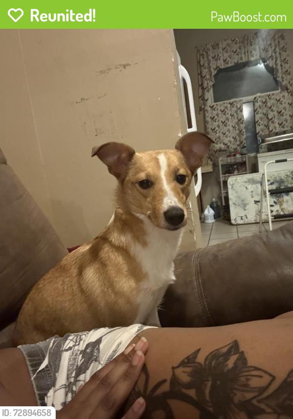 Reunited Female Dog last seen in the big field, Baltimore, MD 21224
