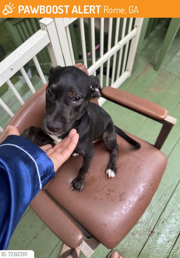 Found/Stray Male Dog last seen Walmart west Rome , Rome, GA 30161
