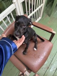 Found/Stray Male Dog last seen Walmart west Rome , Rome, GA 30161