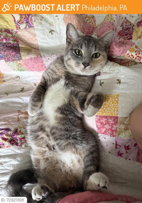 Found/Stray Female Cat last seen Parking lot of 265 flts apmt building in Mt Airy, Philadelphia, PA 19119