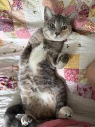 Found/Stray Female Cat last seen Parking lot of 265 flts apmt building in Mt Airy, Philadelphia, PA 19119