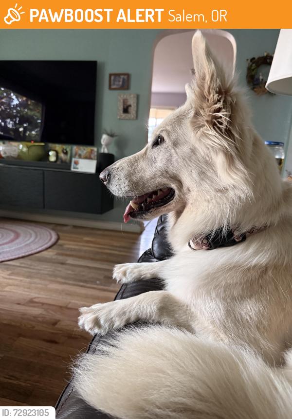 Found/Stray Female Dog last seen 23rd and D street, Salem, OR 97301