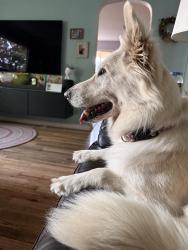 Found/Stray Female Dog last seen 23rd and D street, Salem, OR 97301