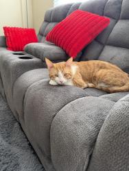 Lost Male Cat last seen Near Moreno beach dr, Moreno Valley, CA 92555
