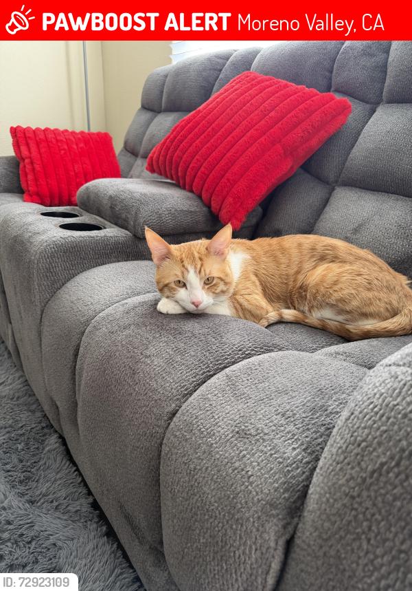Lost Male Cat last seen Near Moreno beach dr, Moreno Valley, CA 92555