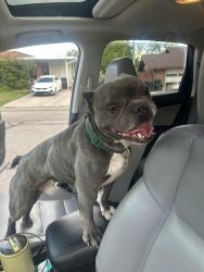 Reunited Male Dog last seen Near N in Provo, Provo, UT 84604