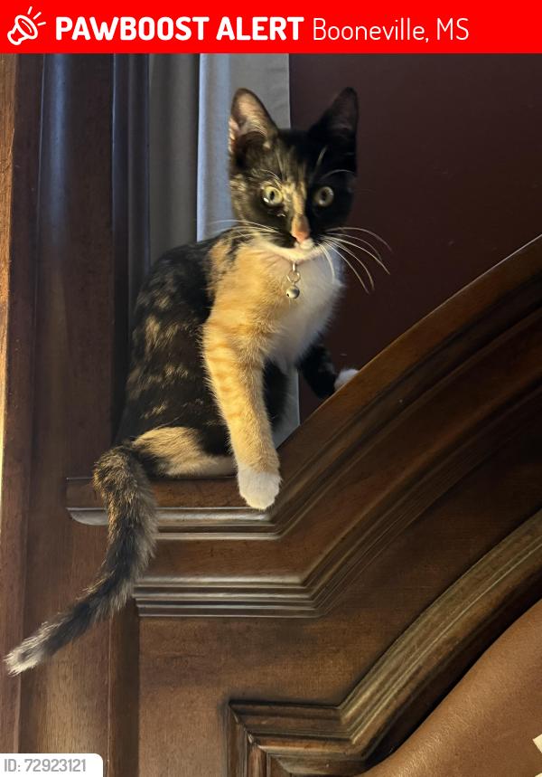 Lost Female Cat last seen Highway 30 and Highway 4- Booneville, MS, Booneville, MS 38829