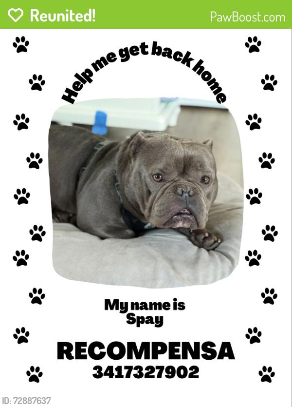 Reunited Male Dog last seen Heather drive, San Pablo CA, San Pablo, CA 94806