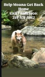 Reunited Female Dog last seen Near Rose Glen Rd, Gladwyne, PA 19035, Gladwyne, PA 19035