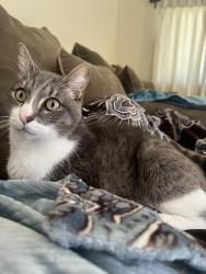 Reunited Male Cat last seen Lemming and Wilder, Lakewood, CA 90715
