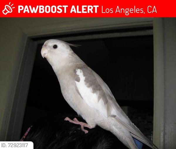 Lost Female Bird last seen Haynes and Langdon , Los Angeles, CA 91406