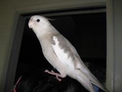 Lost Female Bird last seen Haynes and Langdon , Los Angeles, CA 91406