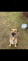 Reunited Female Dog last seen Battlefield park , Newnan, GA 30263