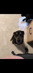 Reunited Female Dog last seen Florence Dr , Champaign, IL 61820