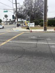 Found/Stray Female Dog last seen Badillo and sunset, West Covina, CA 91790