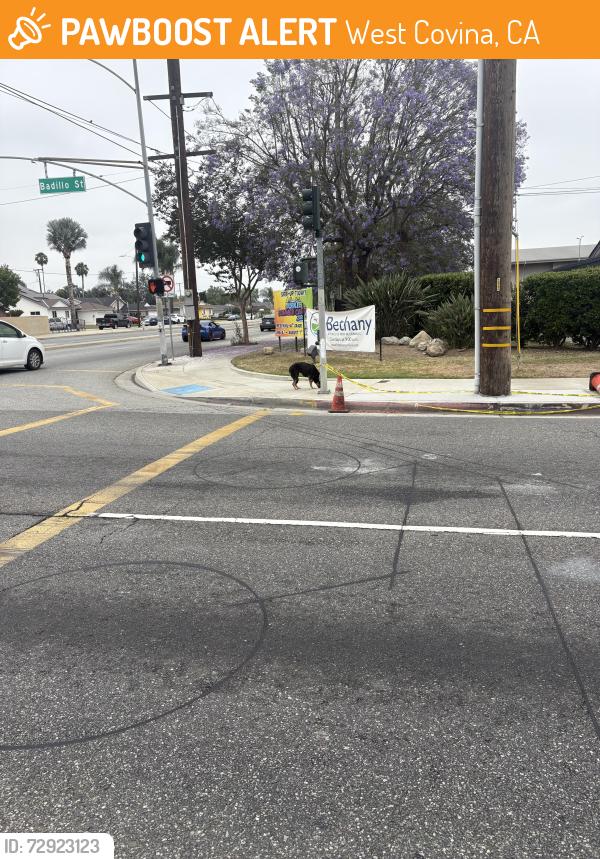 Found/Stray Female Dog last seen Badillo and sunset, West Covina, CA 91790