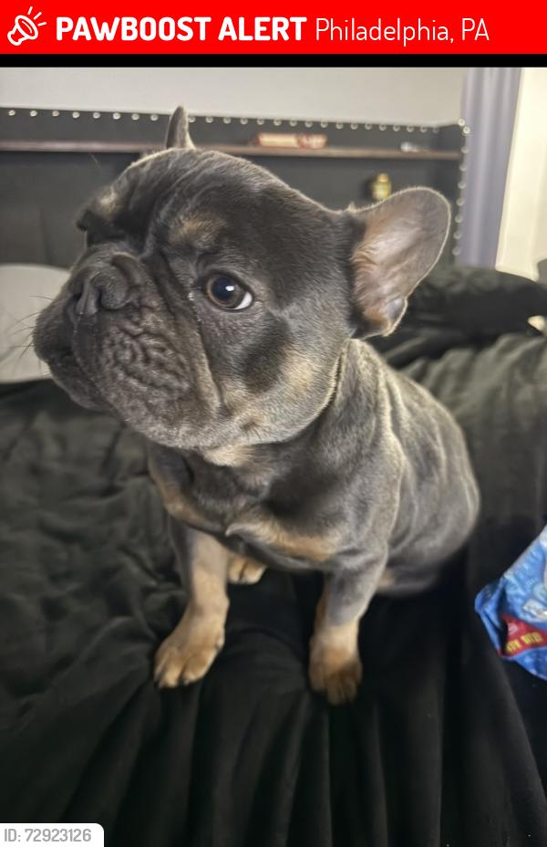 Lost Male Dog last seen Near Chester Ave Philadelphia Pa, Philadelphia, PA 19143