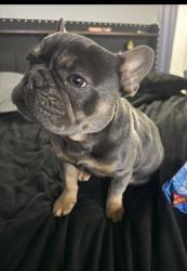 Lost Male Dog last seen Near Chester Ave Philadelphia Pa, Philadelphia, PA 19143