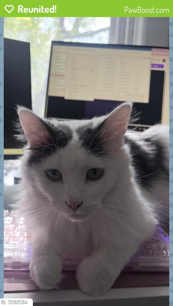 Reunited Male Cat last seen Brady Street, Milwaukee, WI 53202