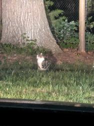 Found/Stray Unknown Cat last seen https://maps.app.goo.gl/6uiUgRaedwmNxZTMA, Williamsburg, VA 23185