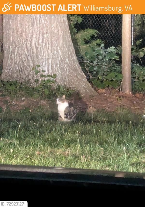 Found/Stray Unknown Cat last seen https://maps.app.goo.gl/6uiUgRaedwmNxZTMA, Williamsburg, VA 23185