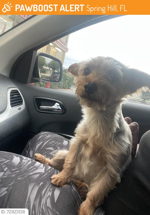 Found/Stray Female Dog last seen Spring hill dr & Alameda Dr, Spring Hill, FL 34609
